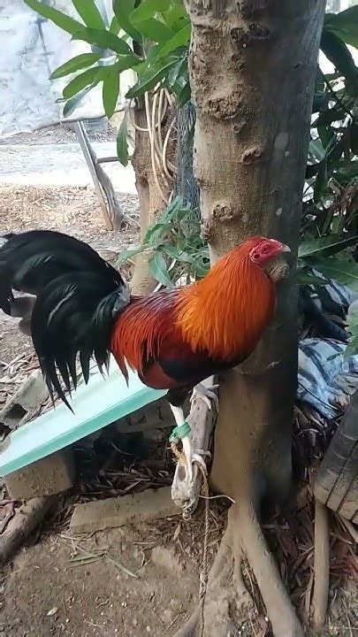 Dalusapi na paa ng manok in English with examples .